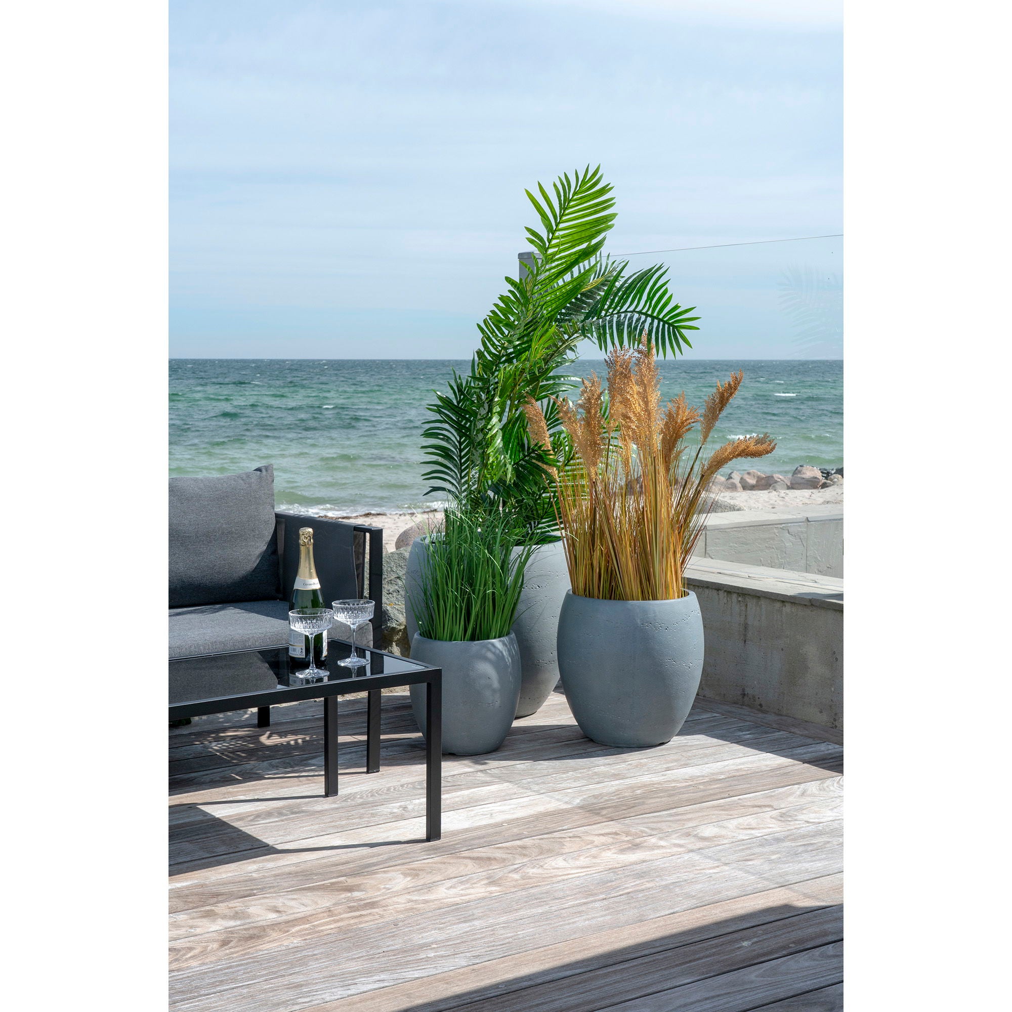 Areca Palm