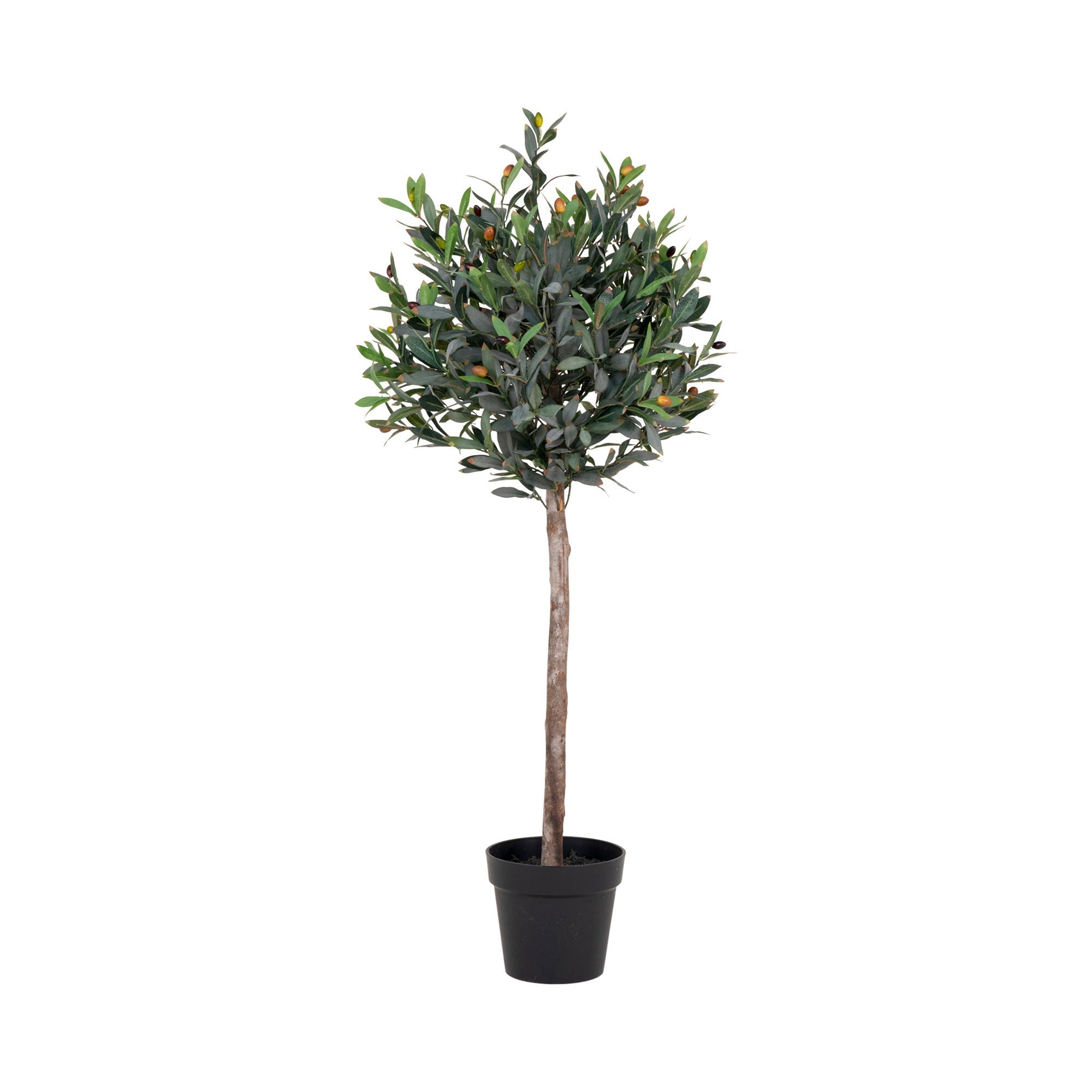 Olive Tree