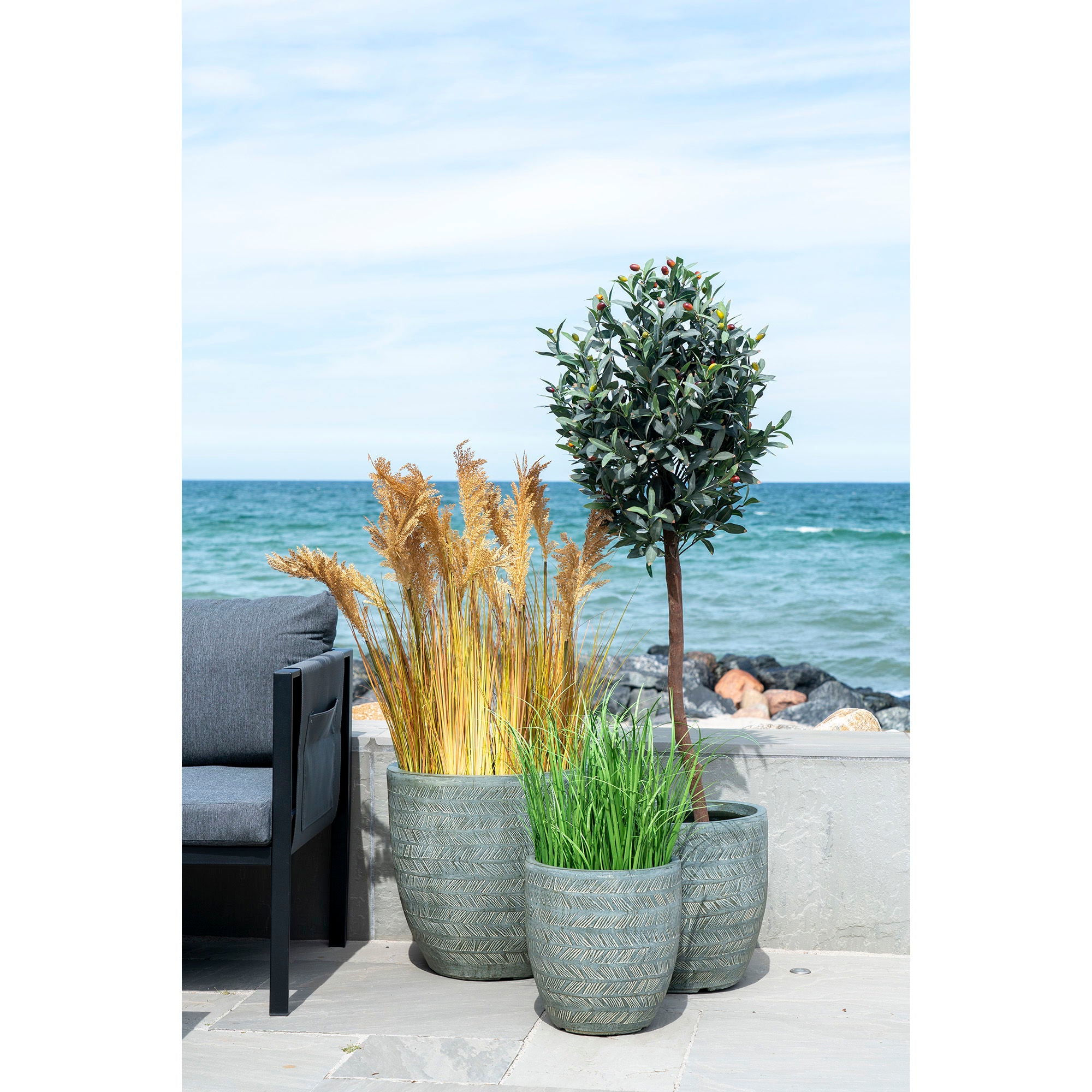 Olive Tree