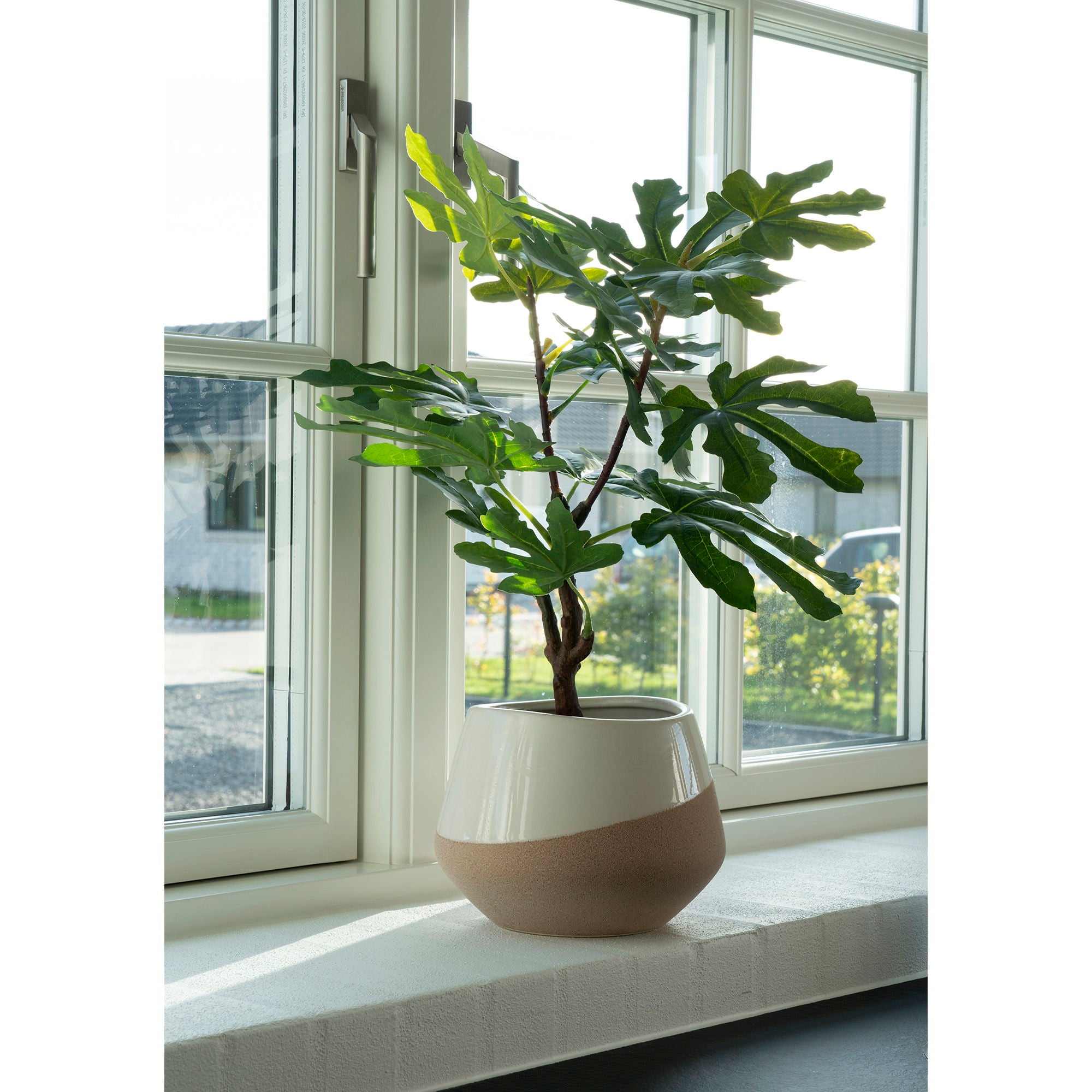 Fig Tree