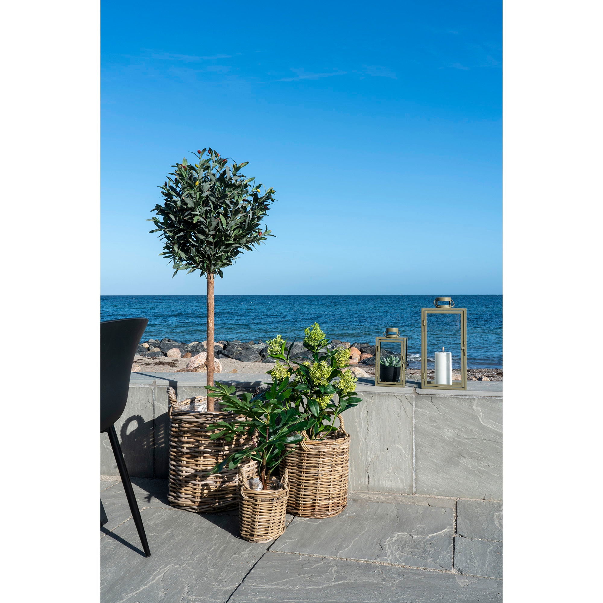 Skimmia Tree