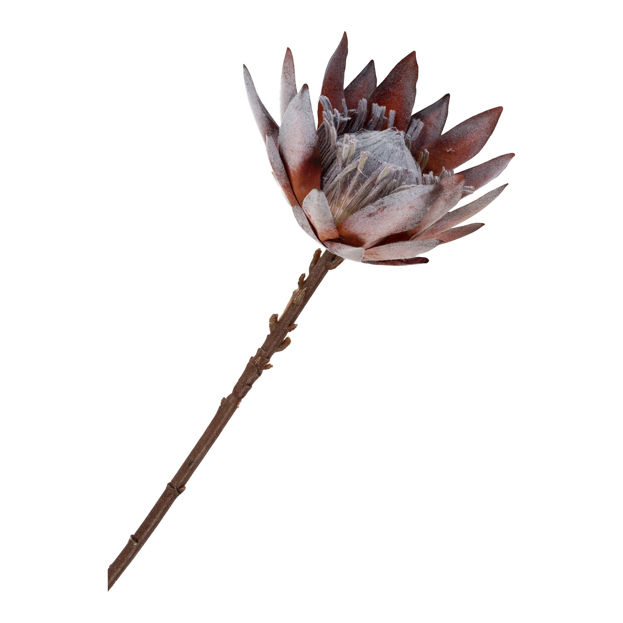 King Protea Bouquet