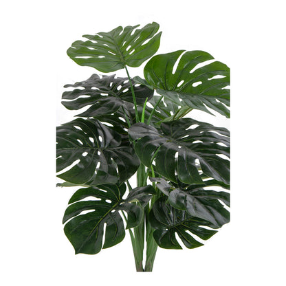 Monstera