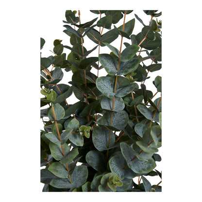 Eucalyptus Tree
