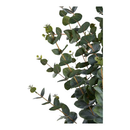 Eucalyptus Tree