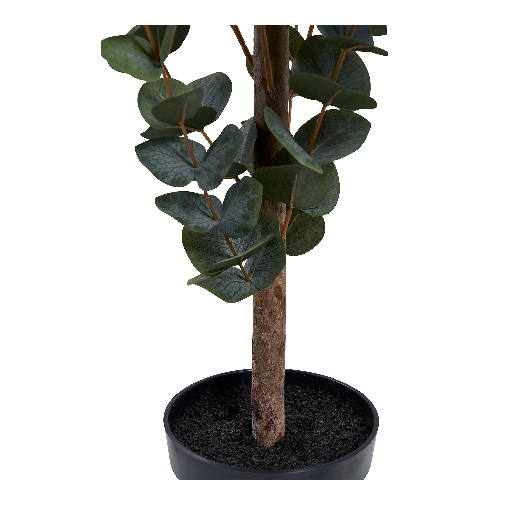 Eucalyptus Tree