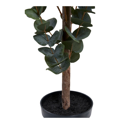 Eucalyptus Tree