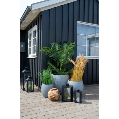 Areca Palm
