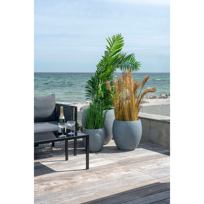 Areca Palm