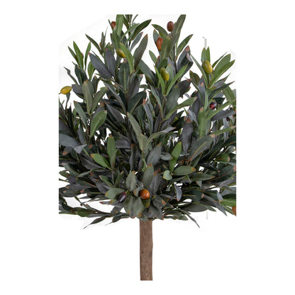 Olive Tree