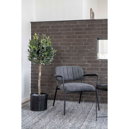 Olive Tree
