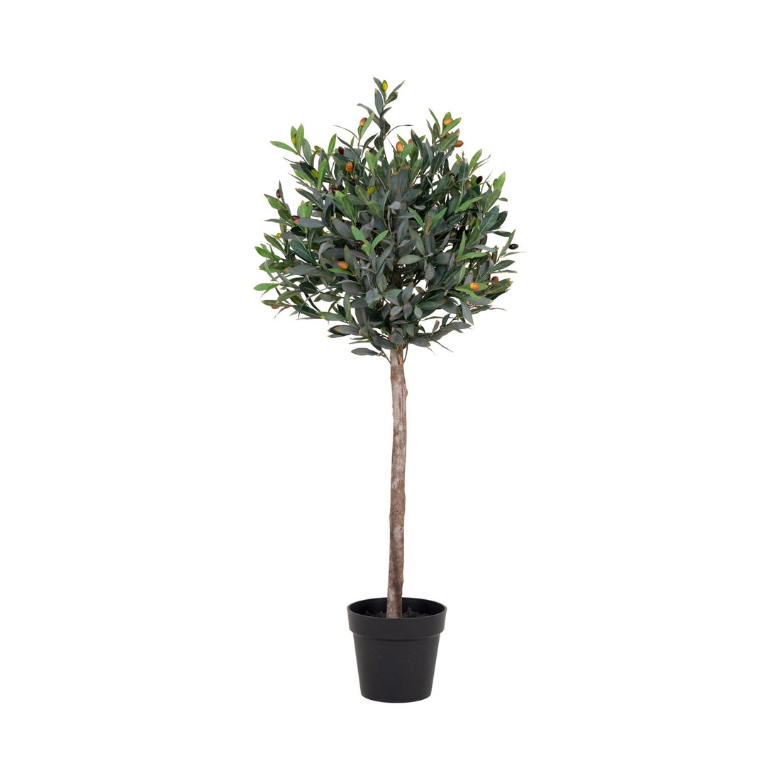 Olive Tree