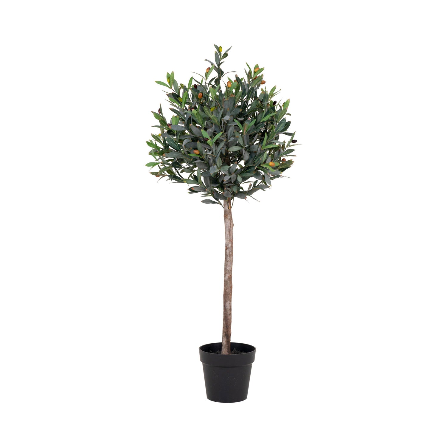 Olive Tree