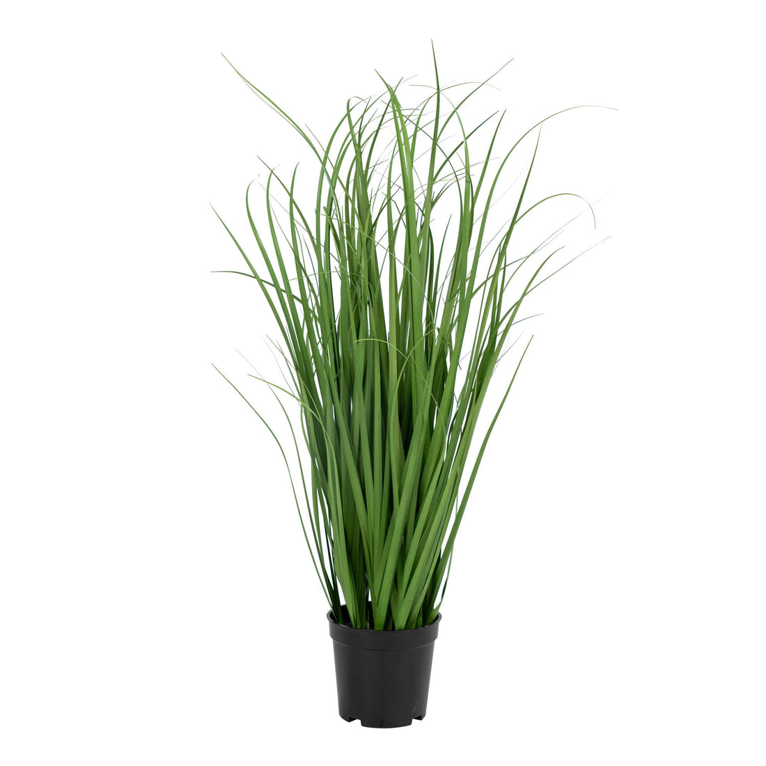 Poa Grass