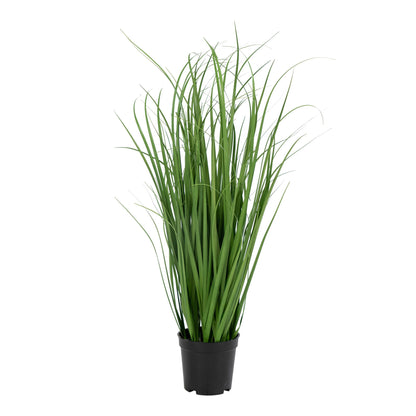 Poa Grass