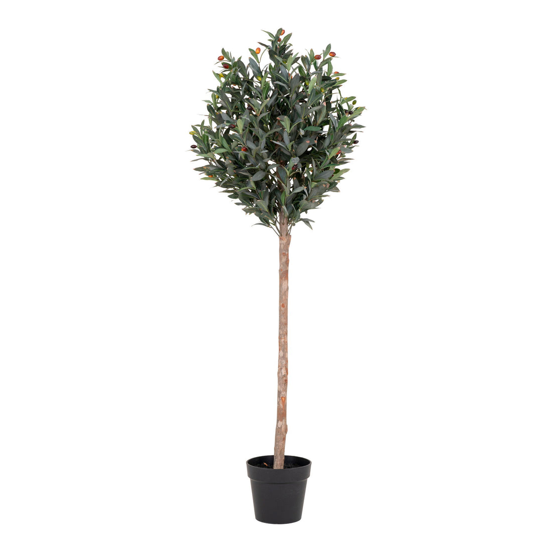 Olive Tree
