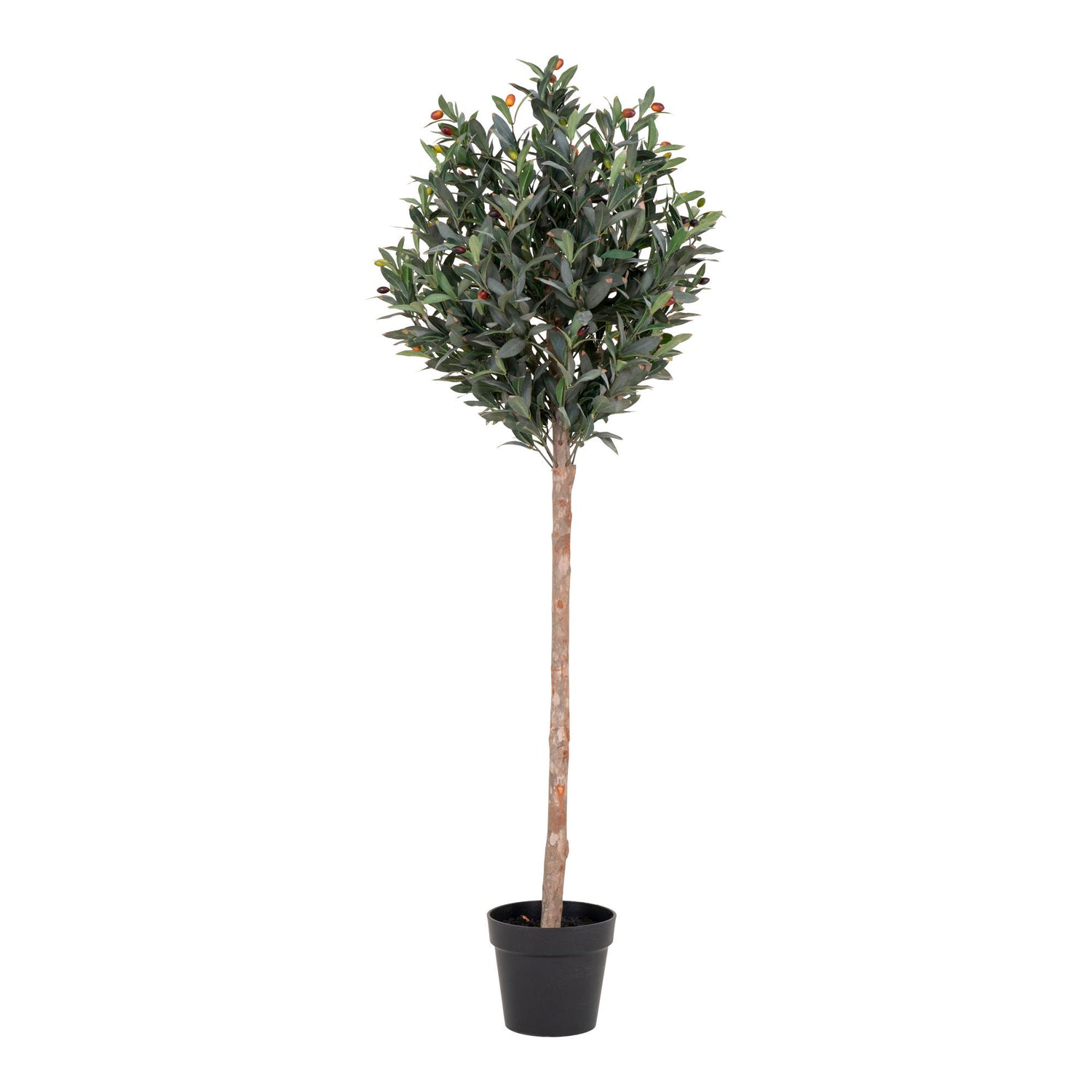 Olive Tree