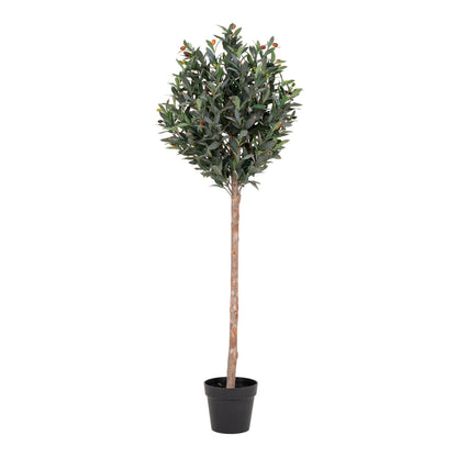 Olive Tree