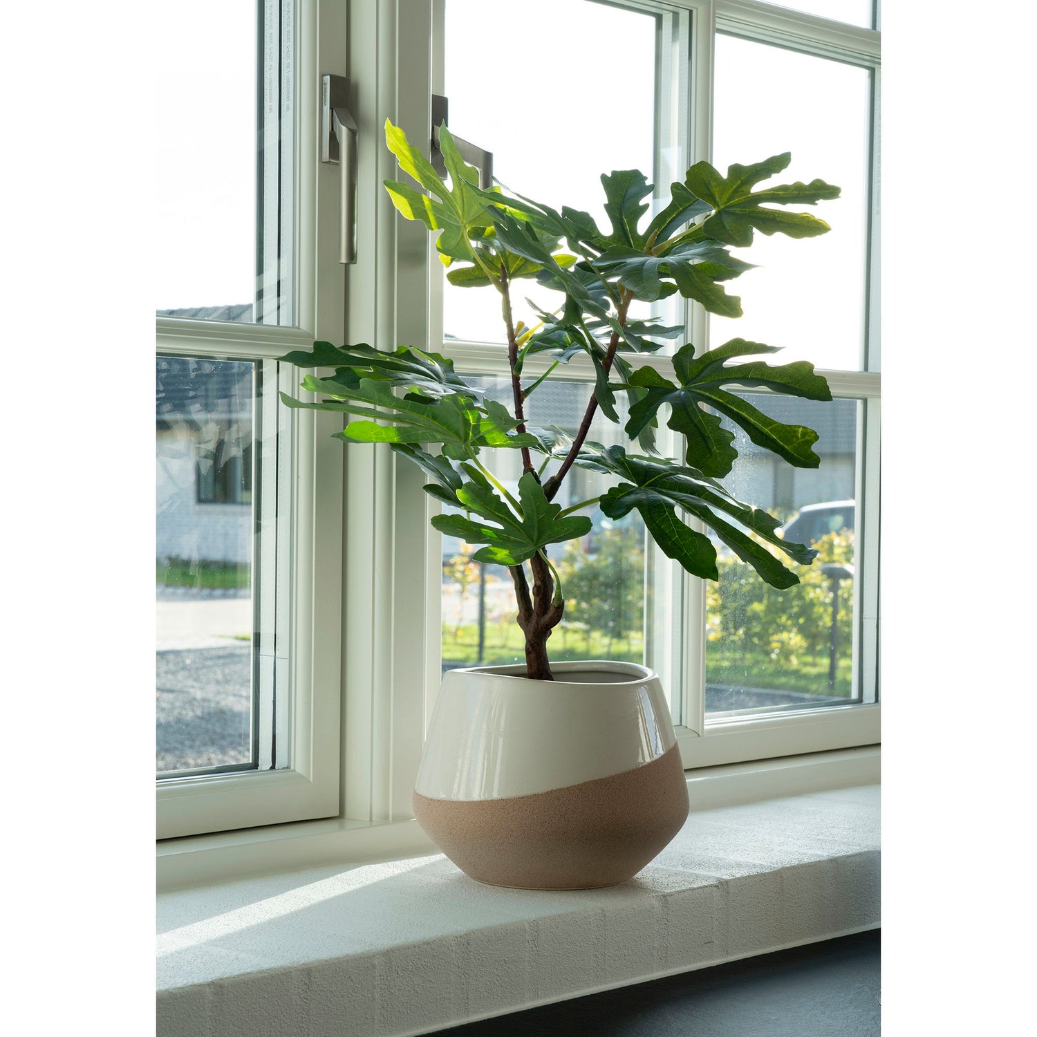 Fig Tree