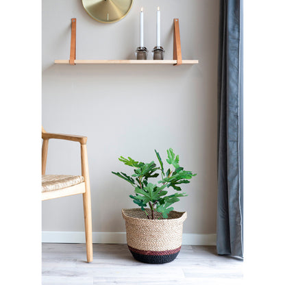 Fig Tree