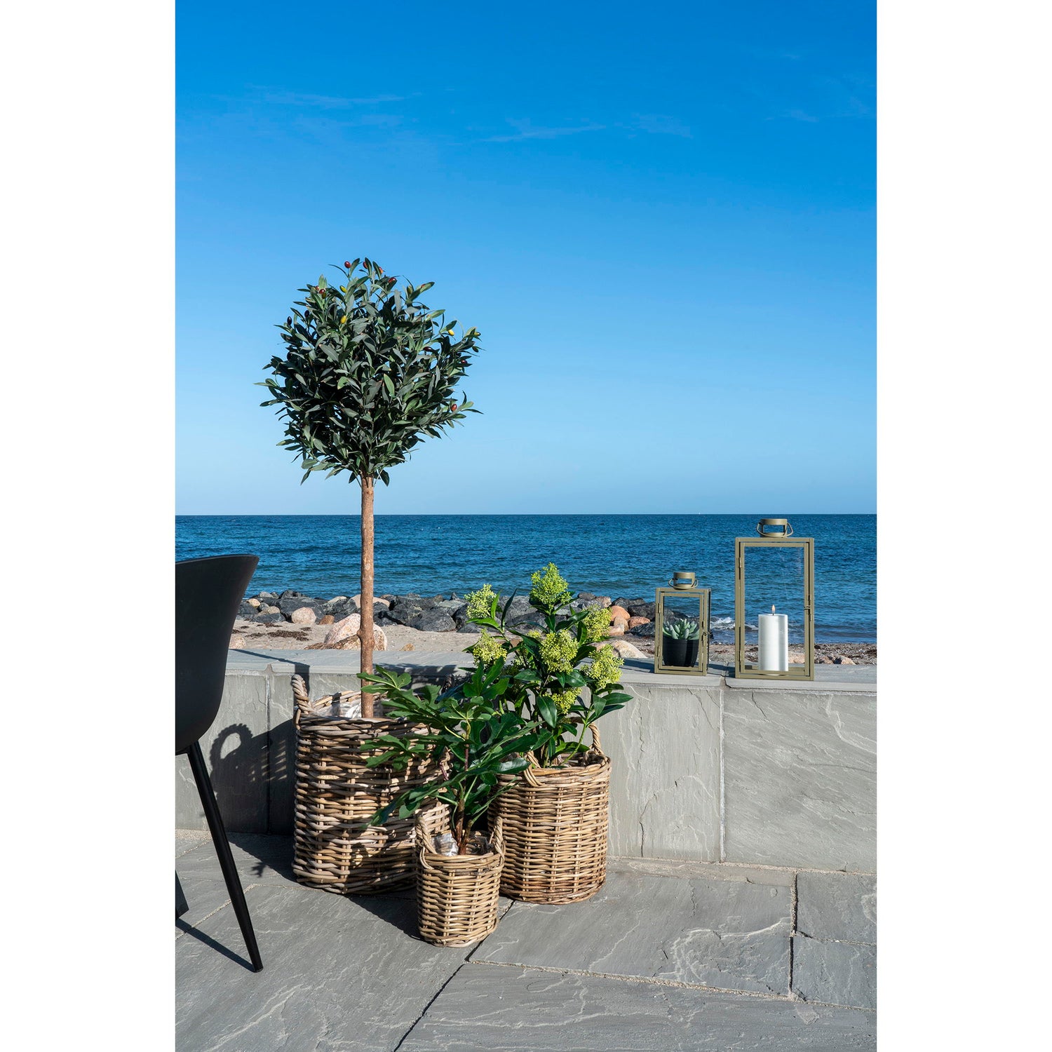 Skimmia Tree
