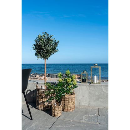 Skimmia Tree