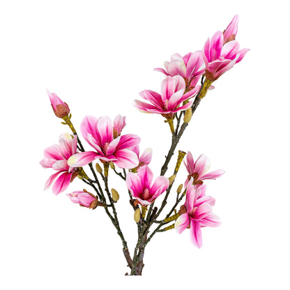 Magnolia Tree