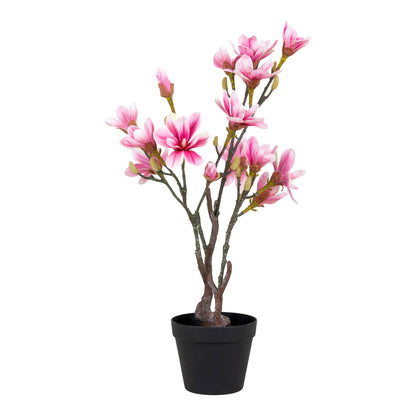 Magnolia Tree