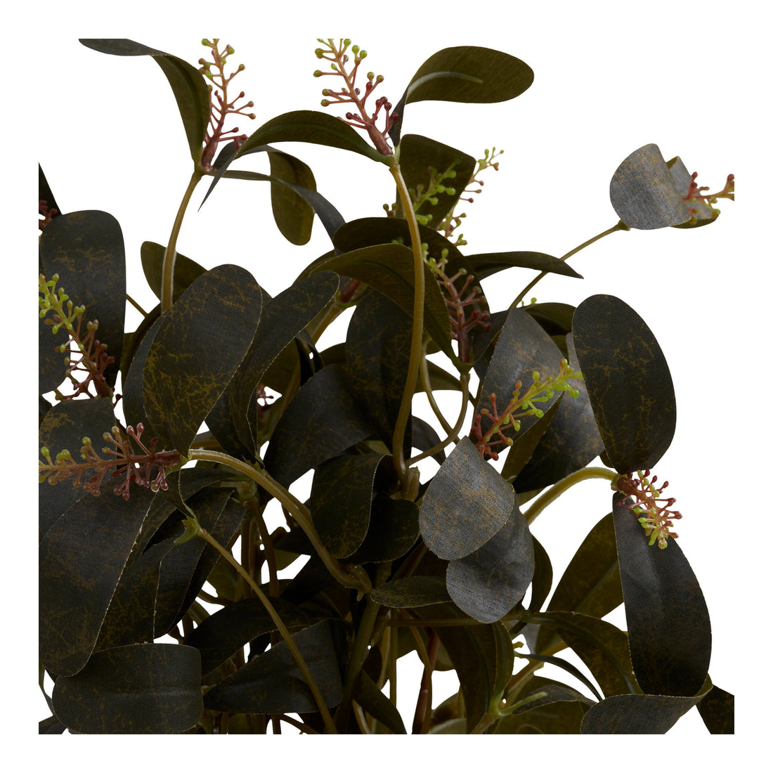 Plant – Green