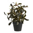 Plant – Green – 22×22 cm