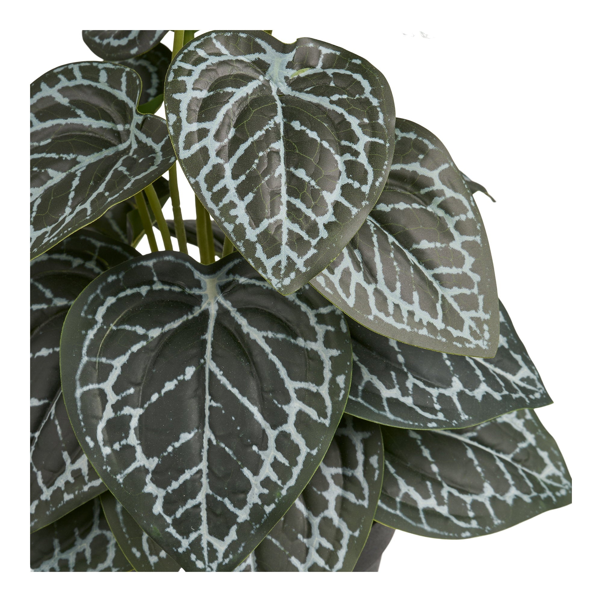 Plant – Green