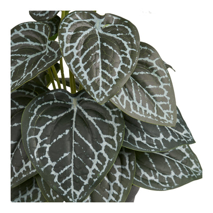 Plant – Green