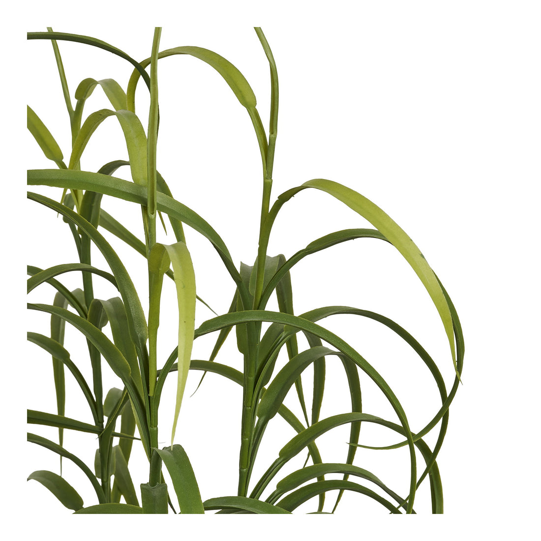 Grass Plant – Green