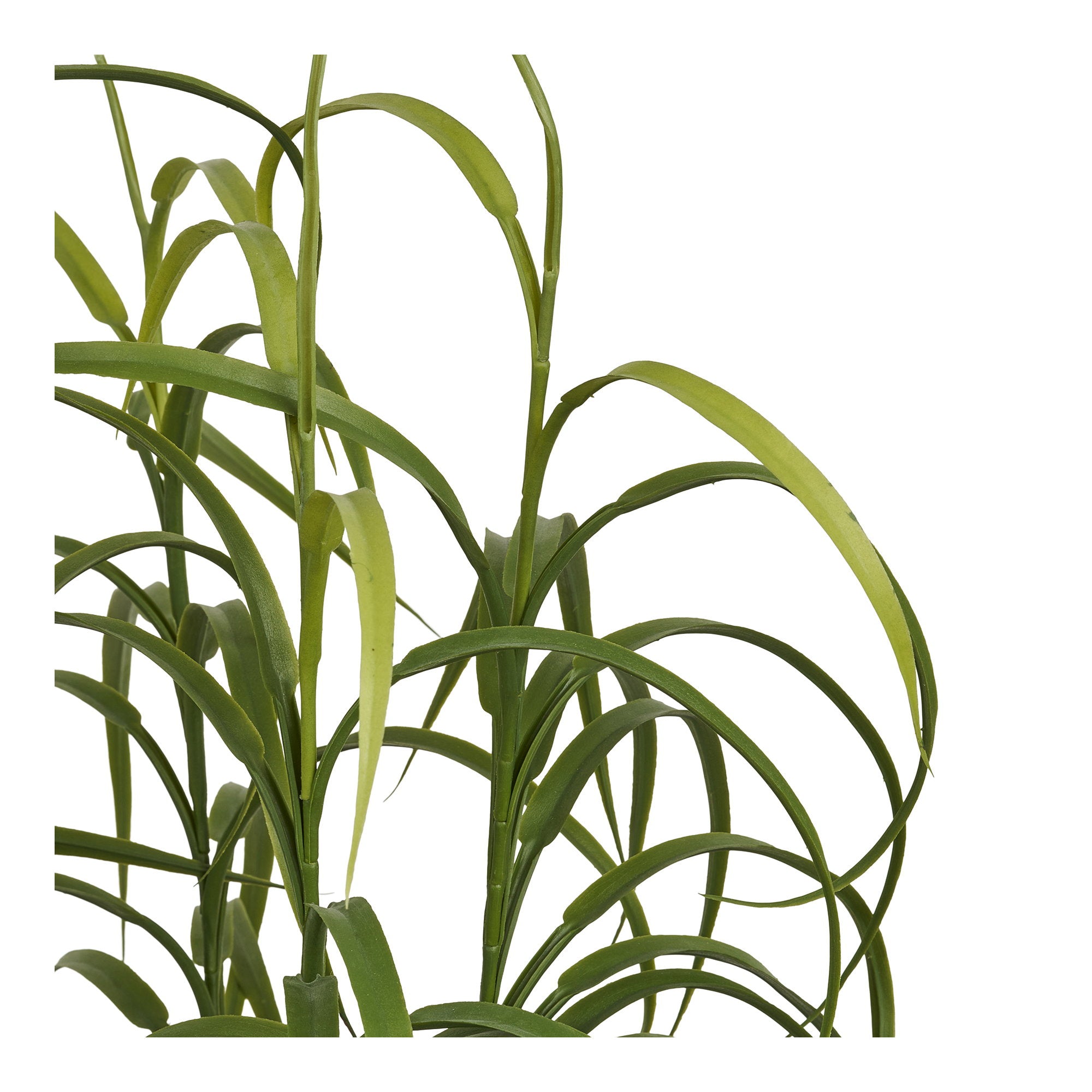 Grass Plant – Green