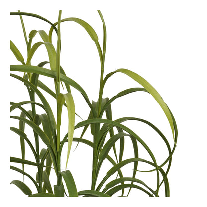 Grass Plant – Green
