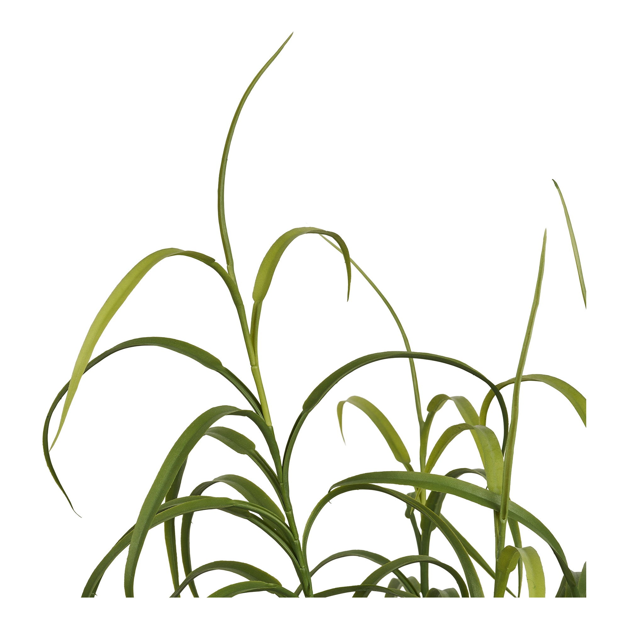 Grass Plant – Green