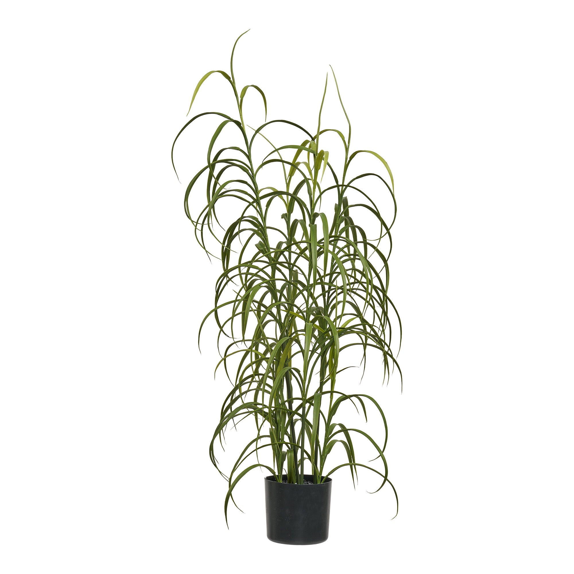 Grass Plant – Green