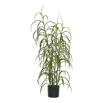 Grass Plant – Green