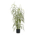 Grass Plant – Green